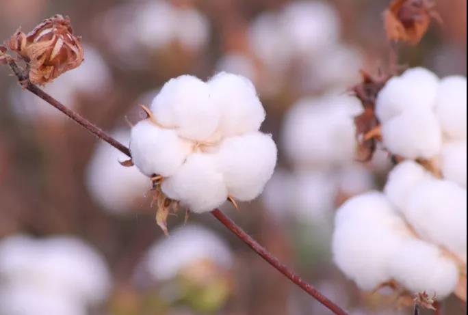 棉籽油精煉加工設(shè)備，企鵝機械提高油料綜合利用率(圖1)