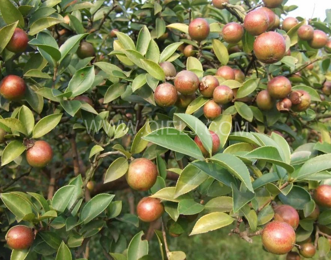 茶籽油壓榨設備認準企鵝機械，性能穩定操作便利(圖1)